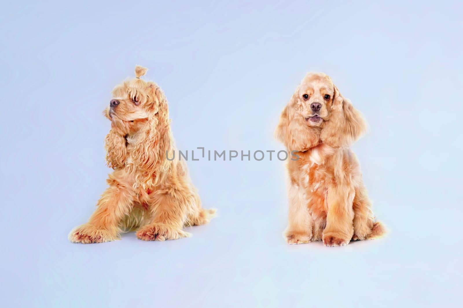 American Cocker Spaniel dog before and after grooming in an animal salon.