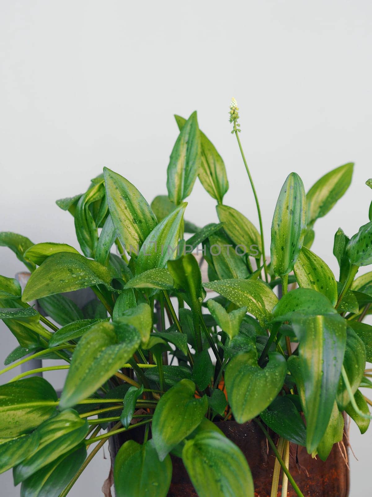 Botanical background with homemade perennial plant Drimiopsis spotted bulbous. It has oblong leaves with characteristic spots on them.