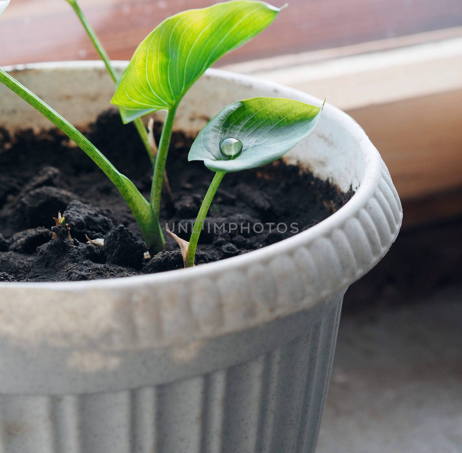 A drop of water or rain on a leaf of a home small plant. Botanical background. Water and ecology concept