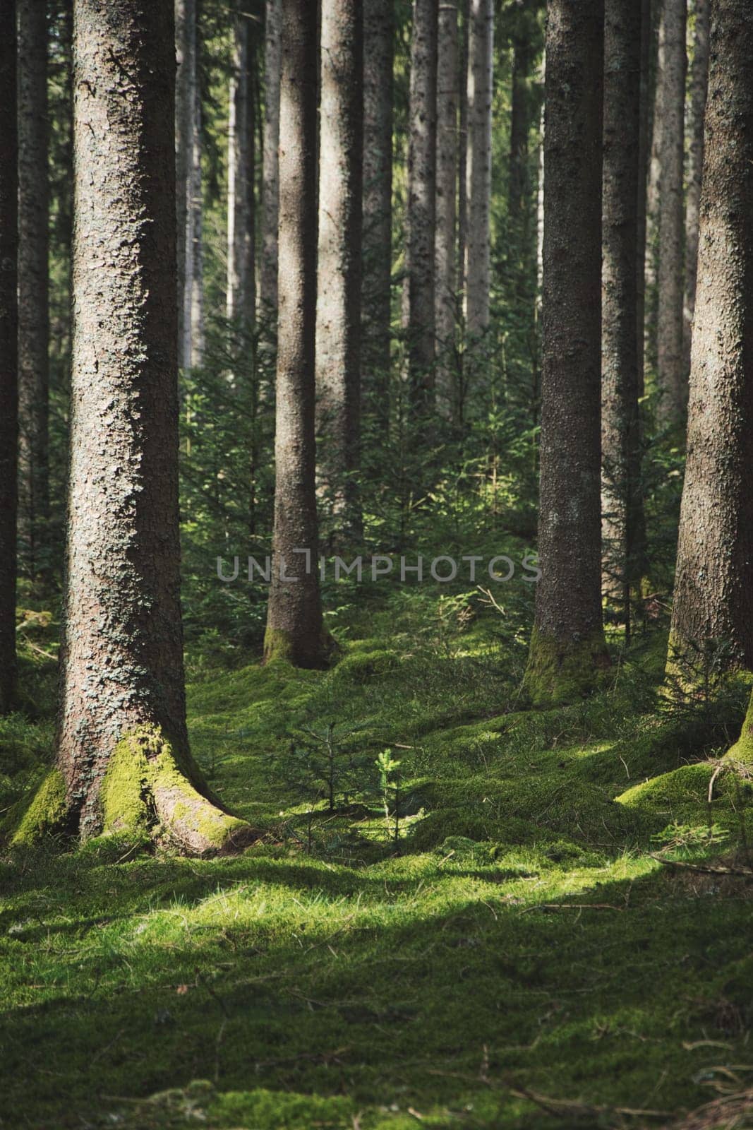 Vertical shot of the Blackwood forest near Staufen, Breisgau, Germany