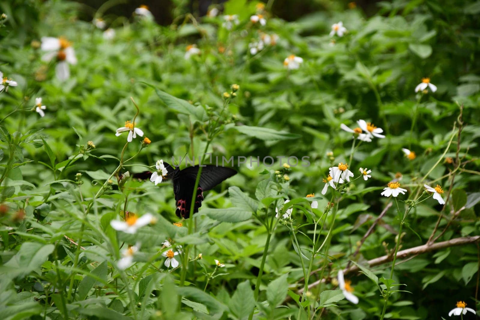 Selective focus shot of a butterfly on a flower