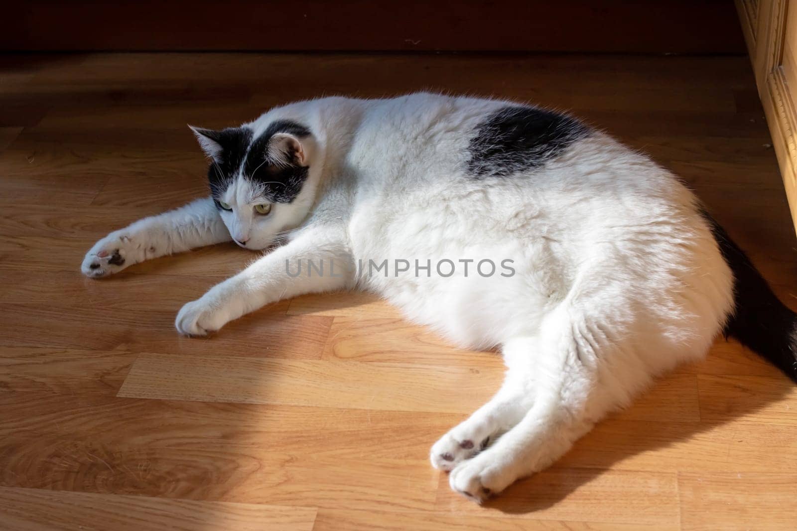 Big fat white cat lying on the floor in the sun close up