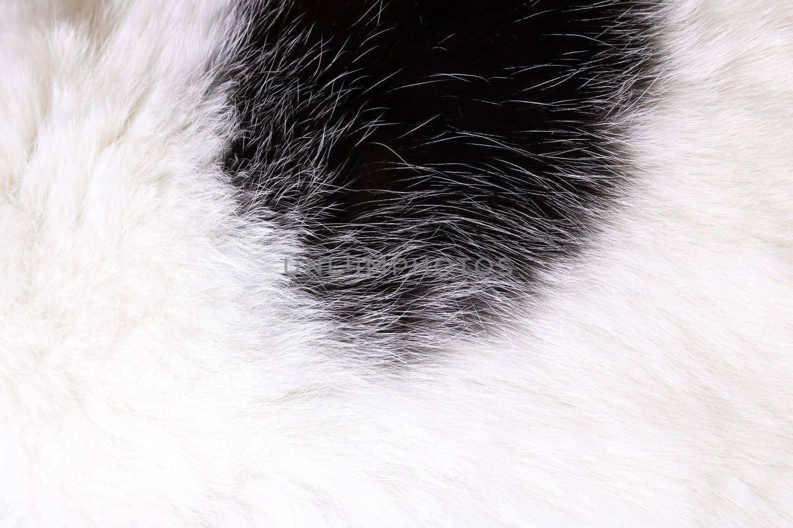The texture of the white fur of the animal with a black spot