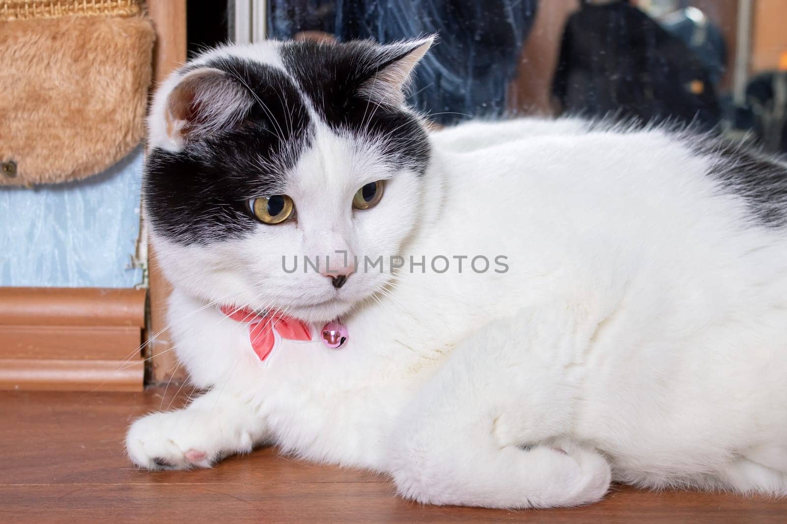 Thick white cat with pink butterfly portrait close up