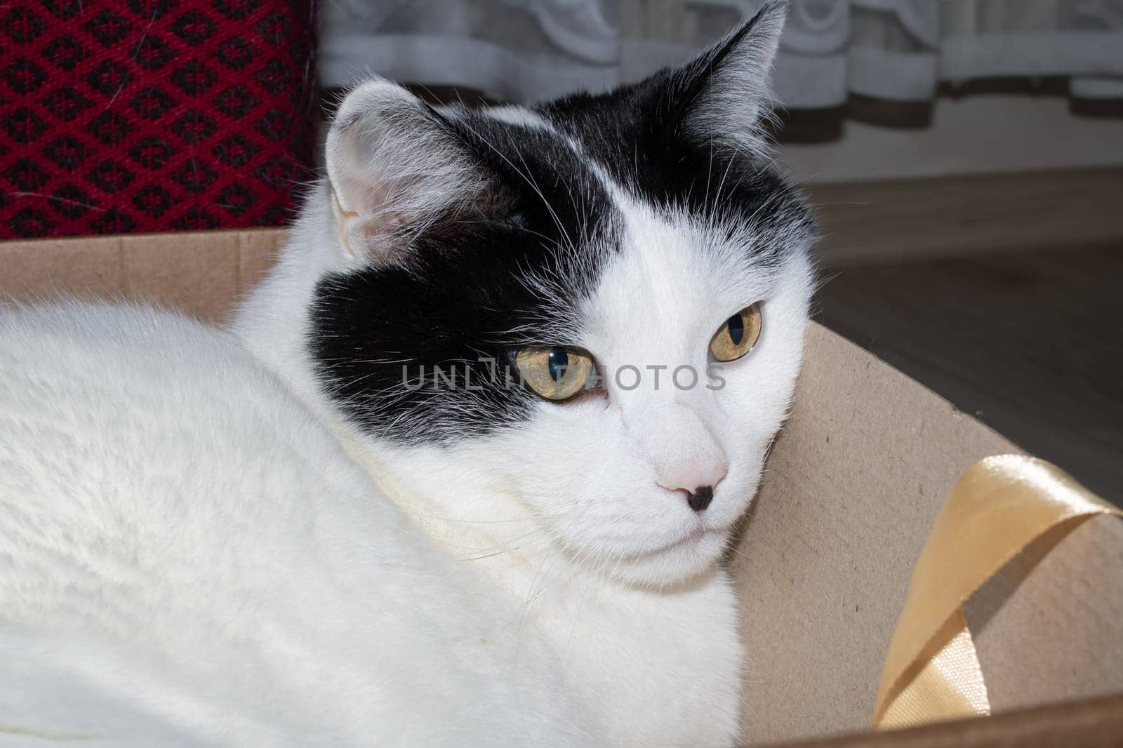 White fat cat sitting in a box close up