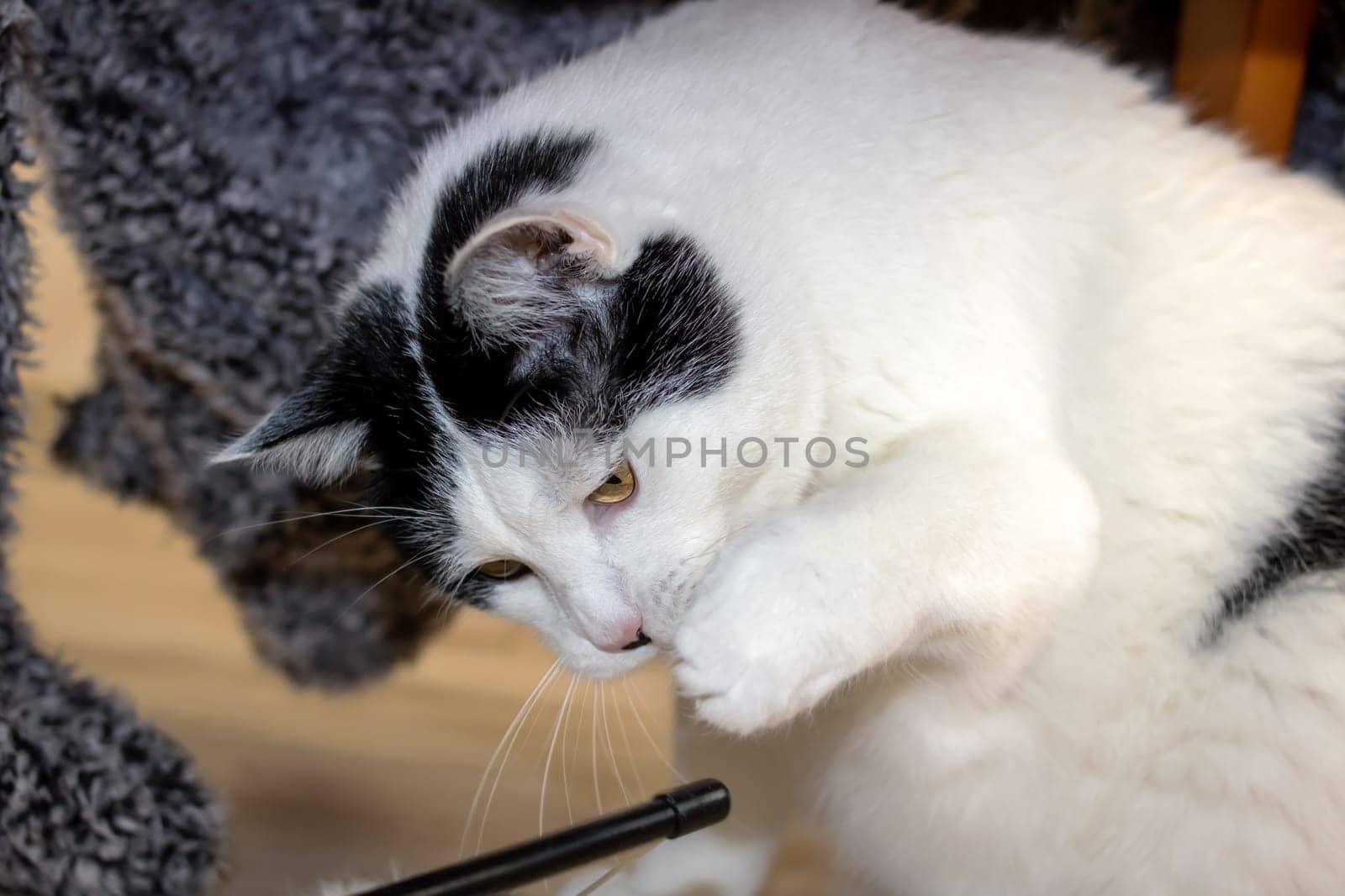 White cat playing with a toy close up