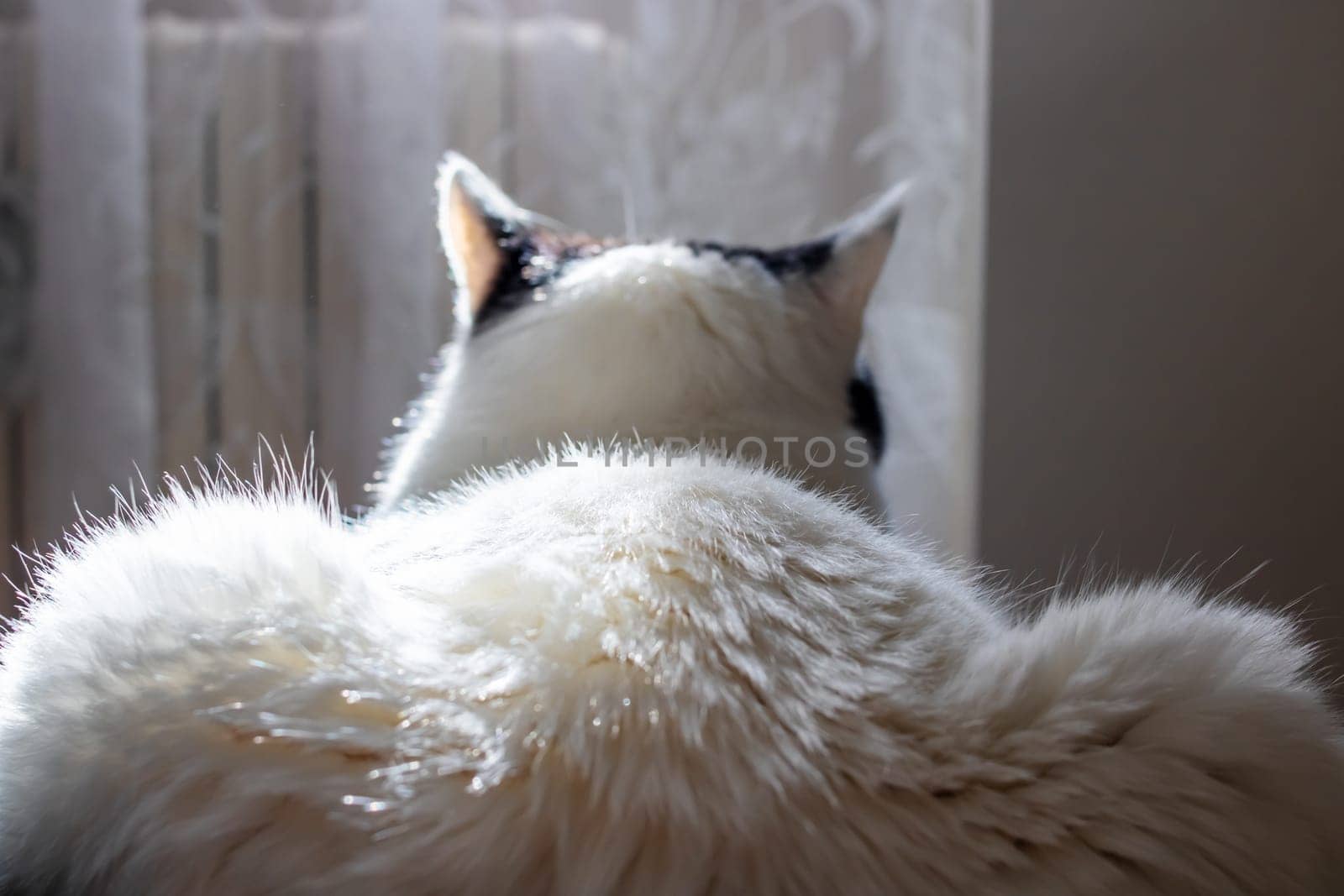 The back and ears of a white cat by Vera1703
