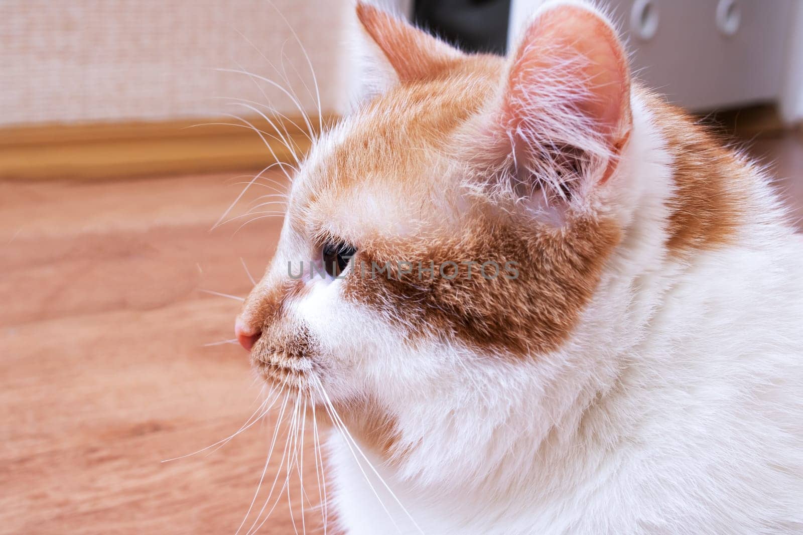 White-red cat with yellow eyes, close up portrait