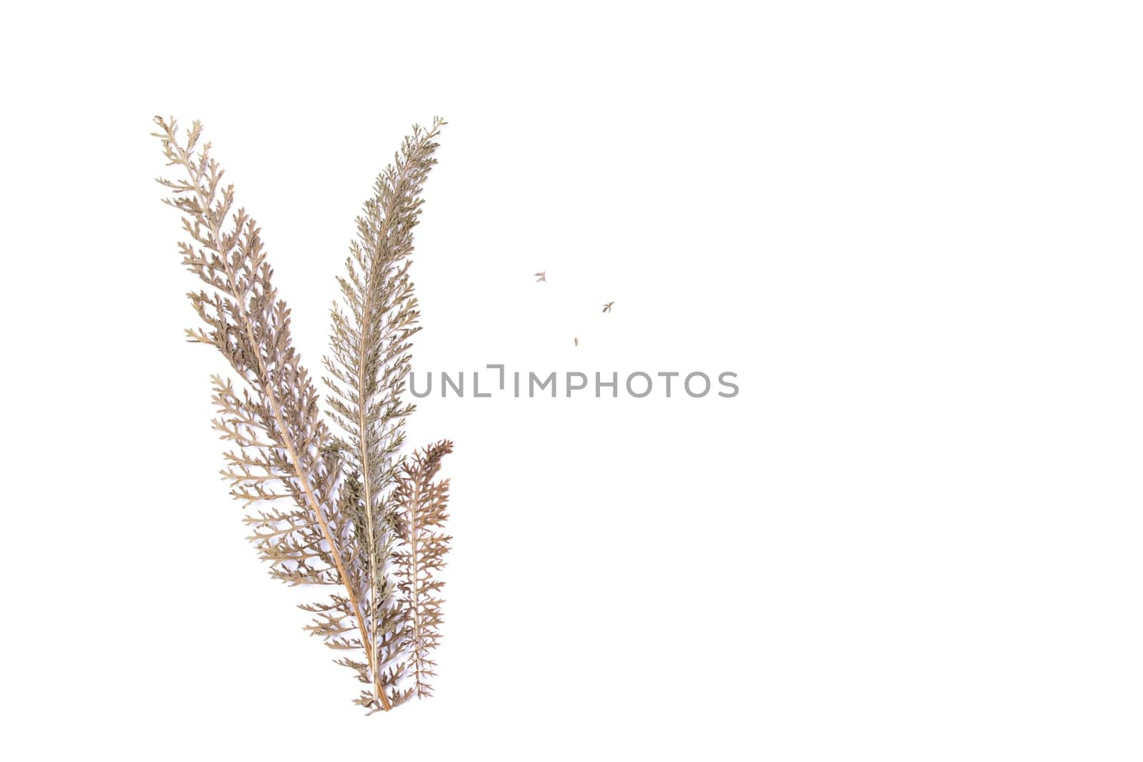 Dry leaf of the plant is isolated on a white background