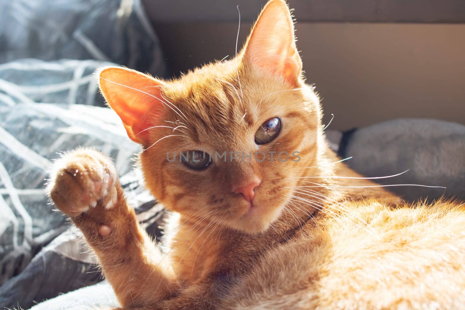 Ginger cat waving his paw close up in sunlight