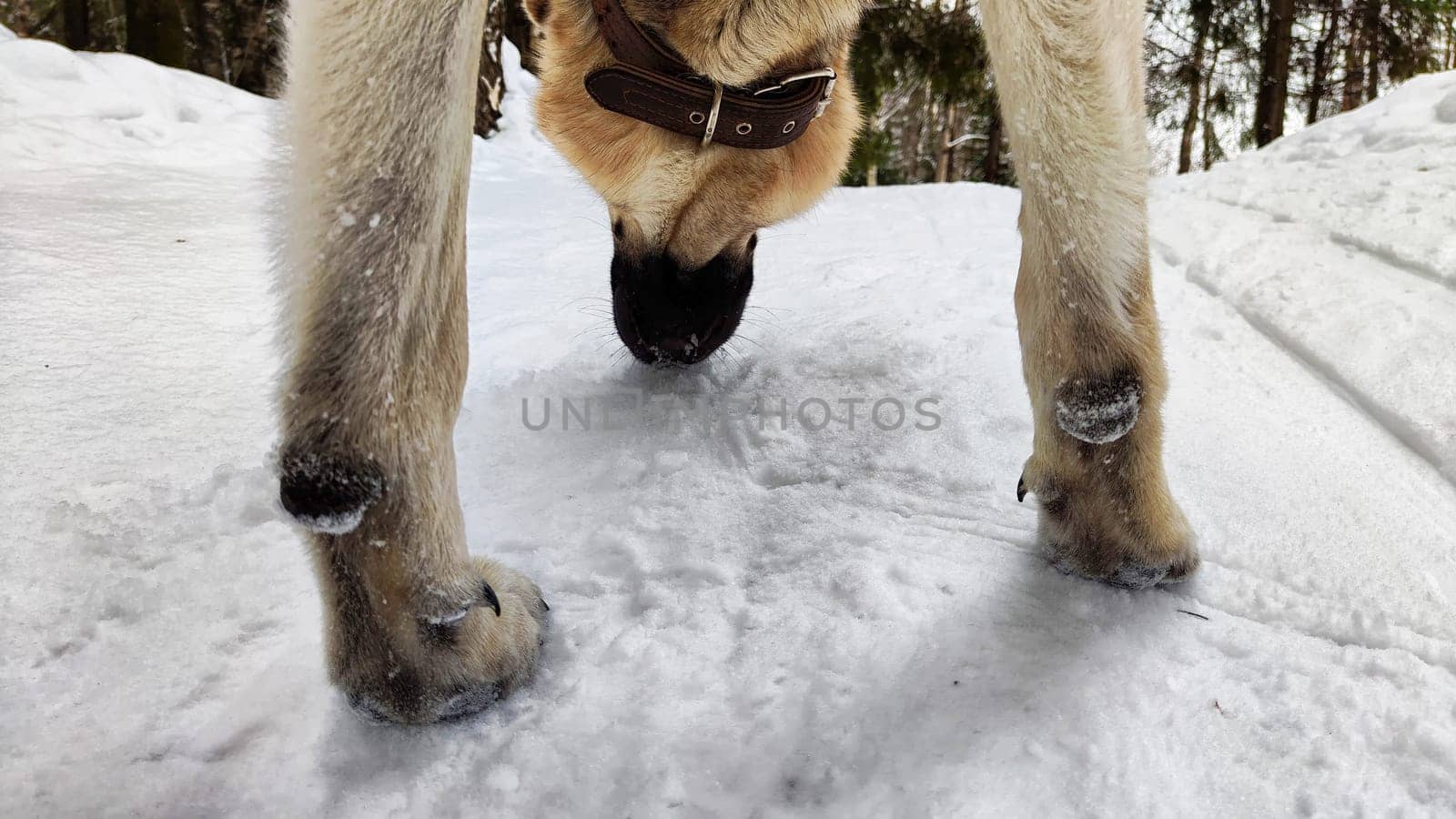 Dog German Shepherd in a winter day and white snow arround. Waiting eastern European dog veo in cold weather by keleny