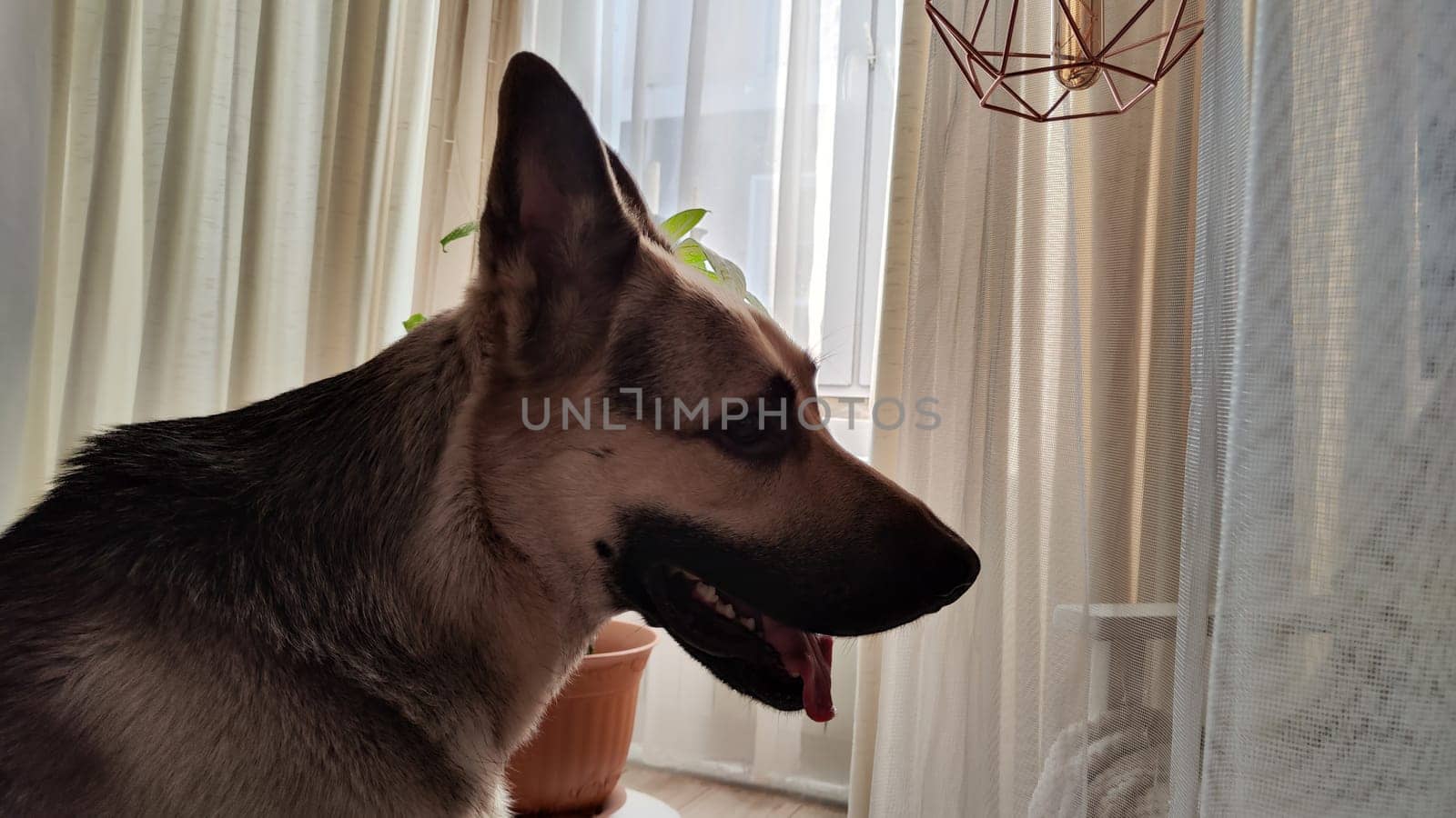 Dog German Shepherd inside of room. Russian eastern European dog veo indoors