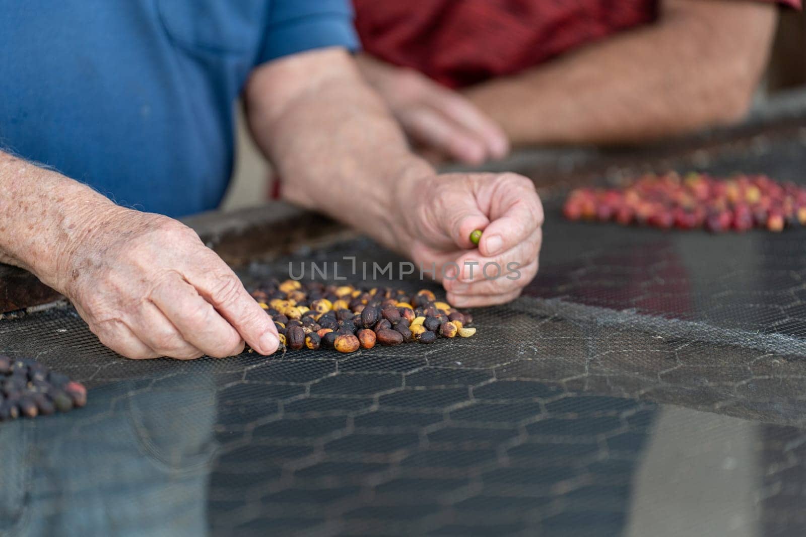 Delicate, experienced hands showcase different types of coffee beans on a drying rack, with space for text and a blurred background. Passion, knowledge, and craftsmanship at its best.