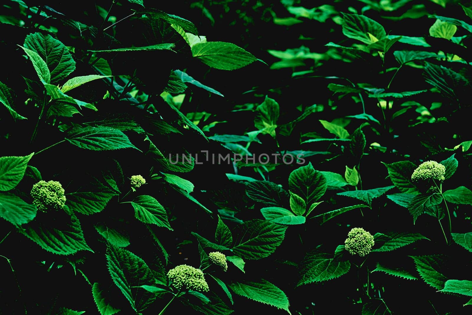 Dark green vegetation background with leaves and yellow flowers by jovani68