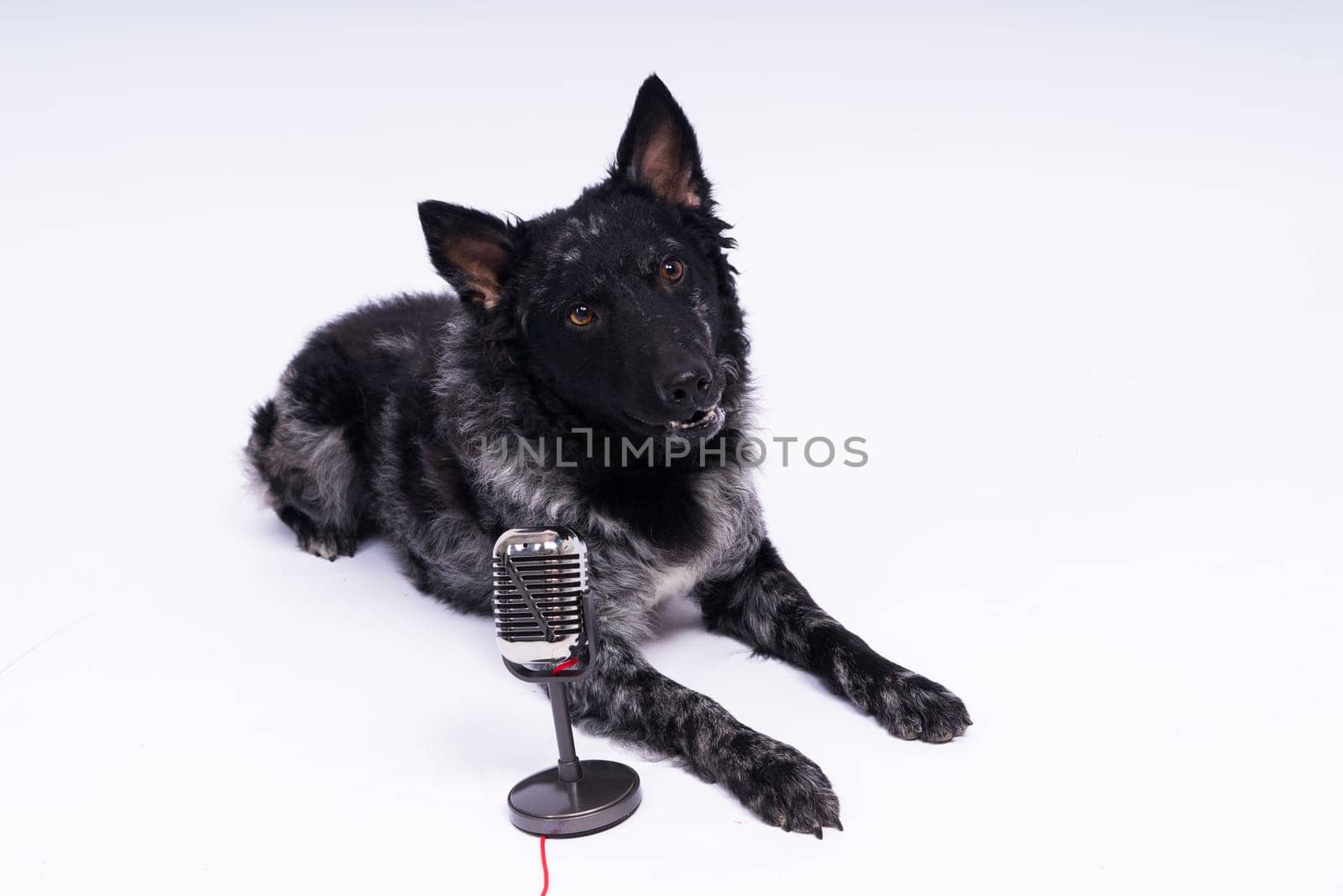 Mudi dog with microphone on a white studio background