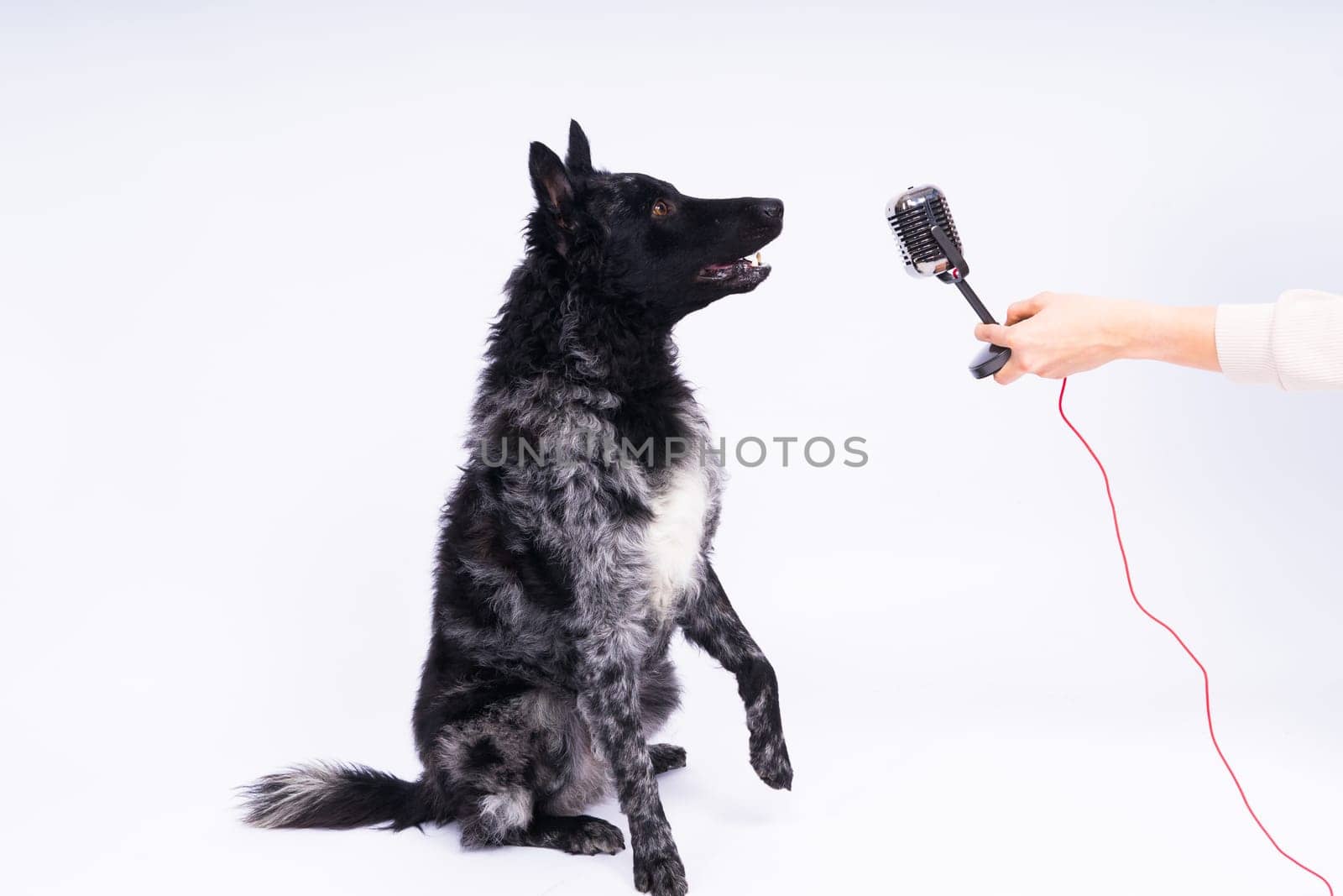 Mudi dog with microphone on a white studio background