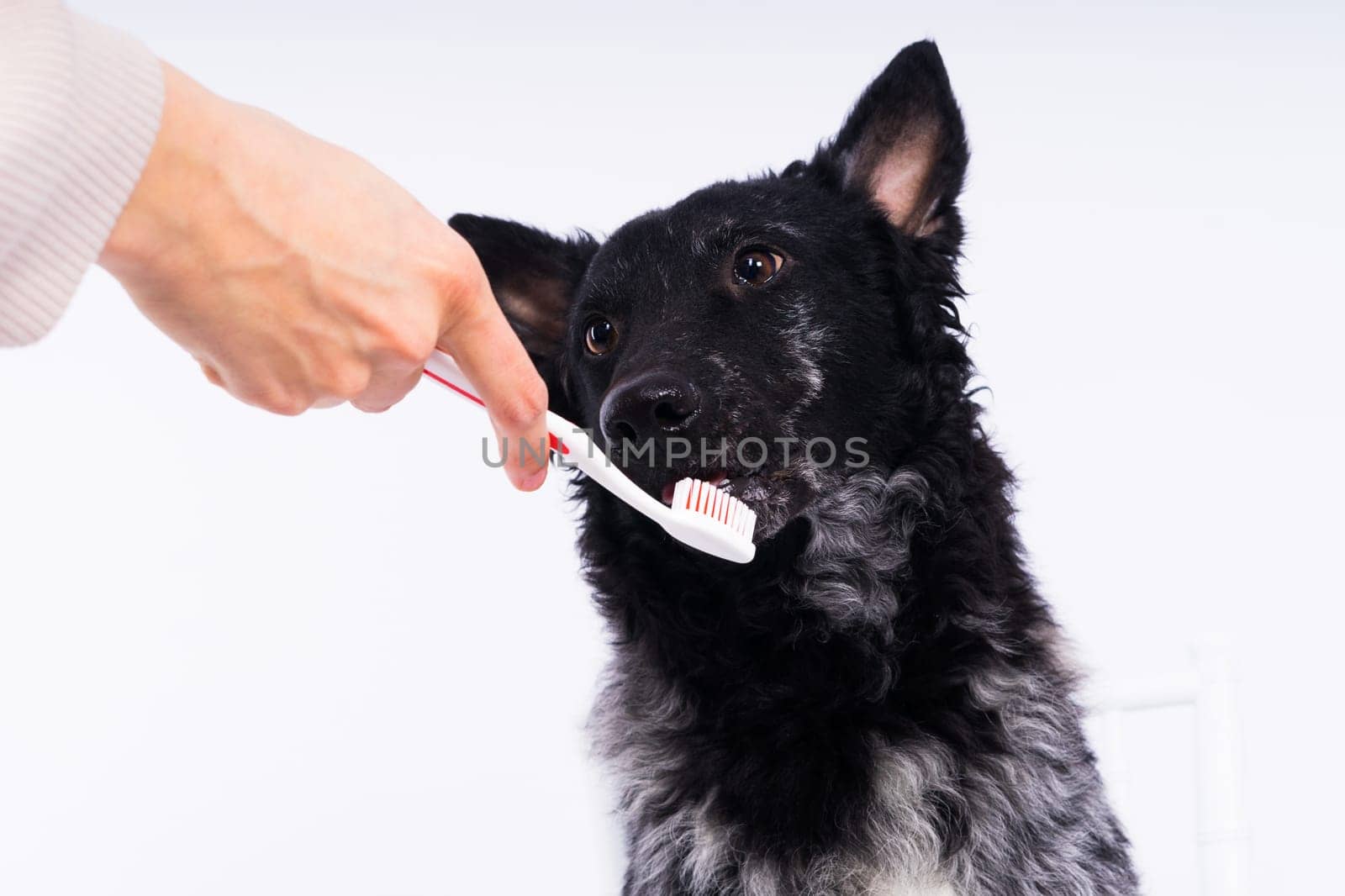 Brushing a dog's teeth. Male hand holds animal toothbrush. Pet hygiene concept. by Zelenin