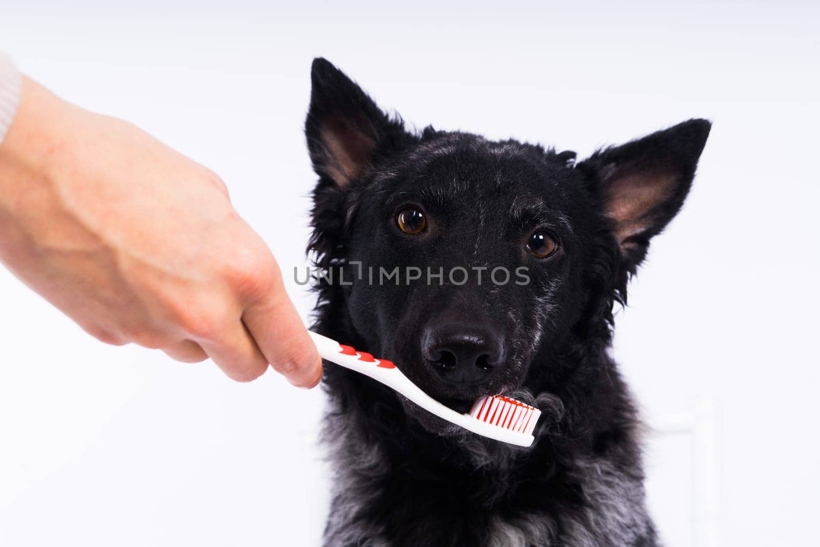 Brushing a dog's teeth. Male hand holds animal toothbrush. Pet hygiene concept. by Zelenin