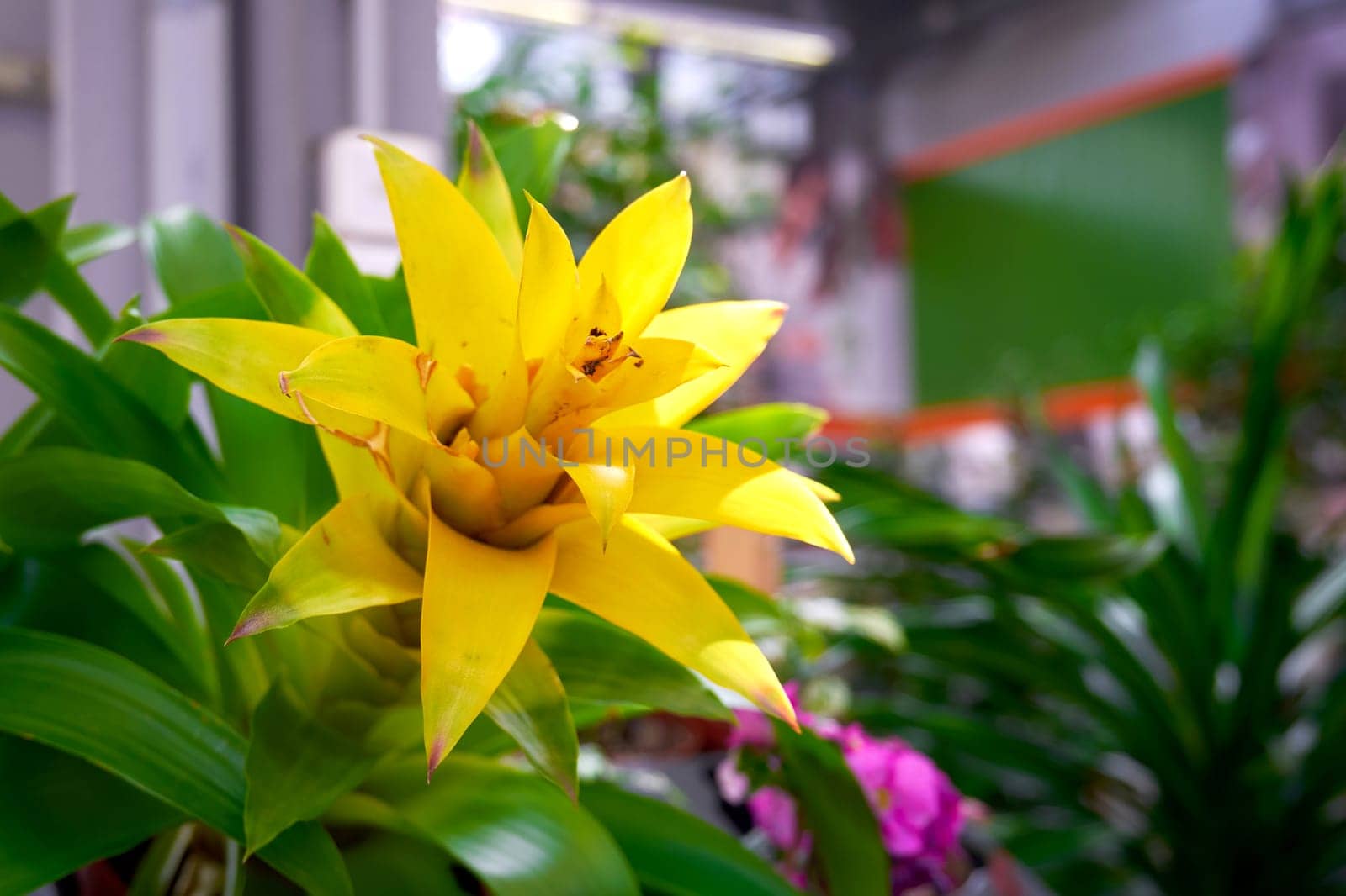 Beautiful blooming yellow flower close up