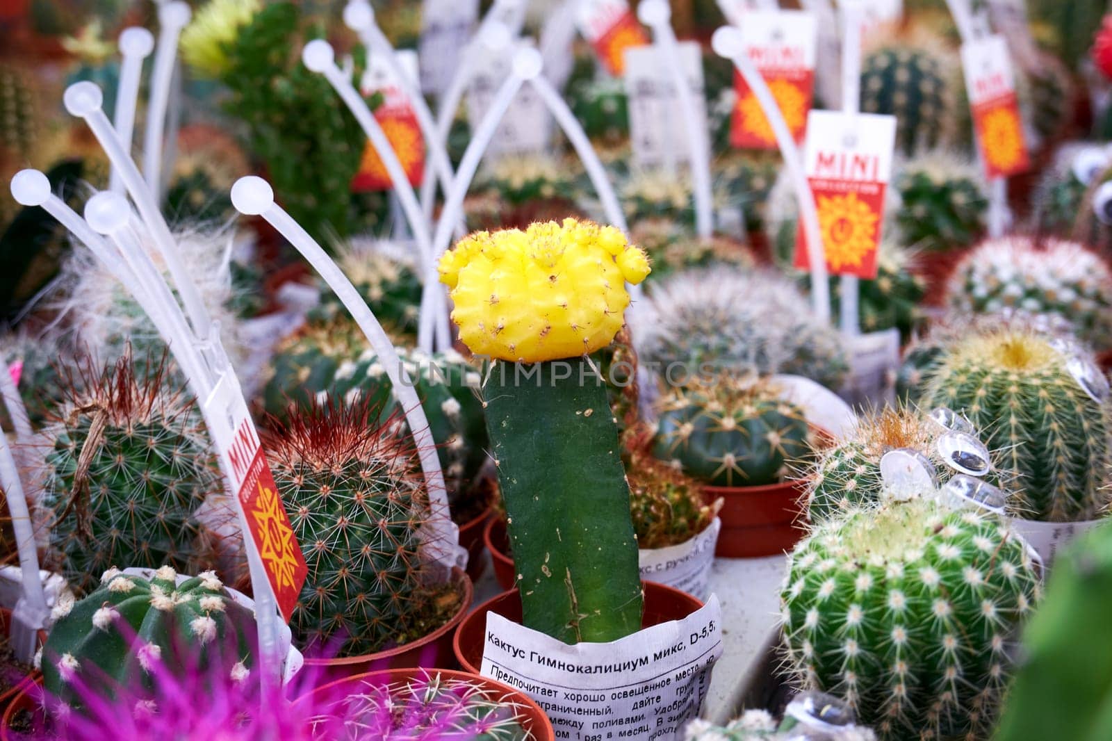 Ryazan, Russia - March 23, 2023: Colorful grafted cactus in a plant store