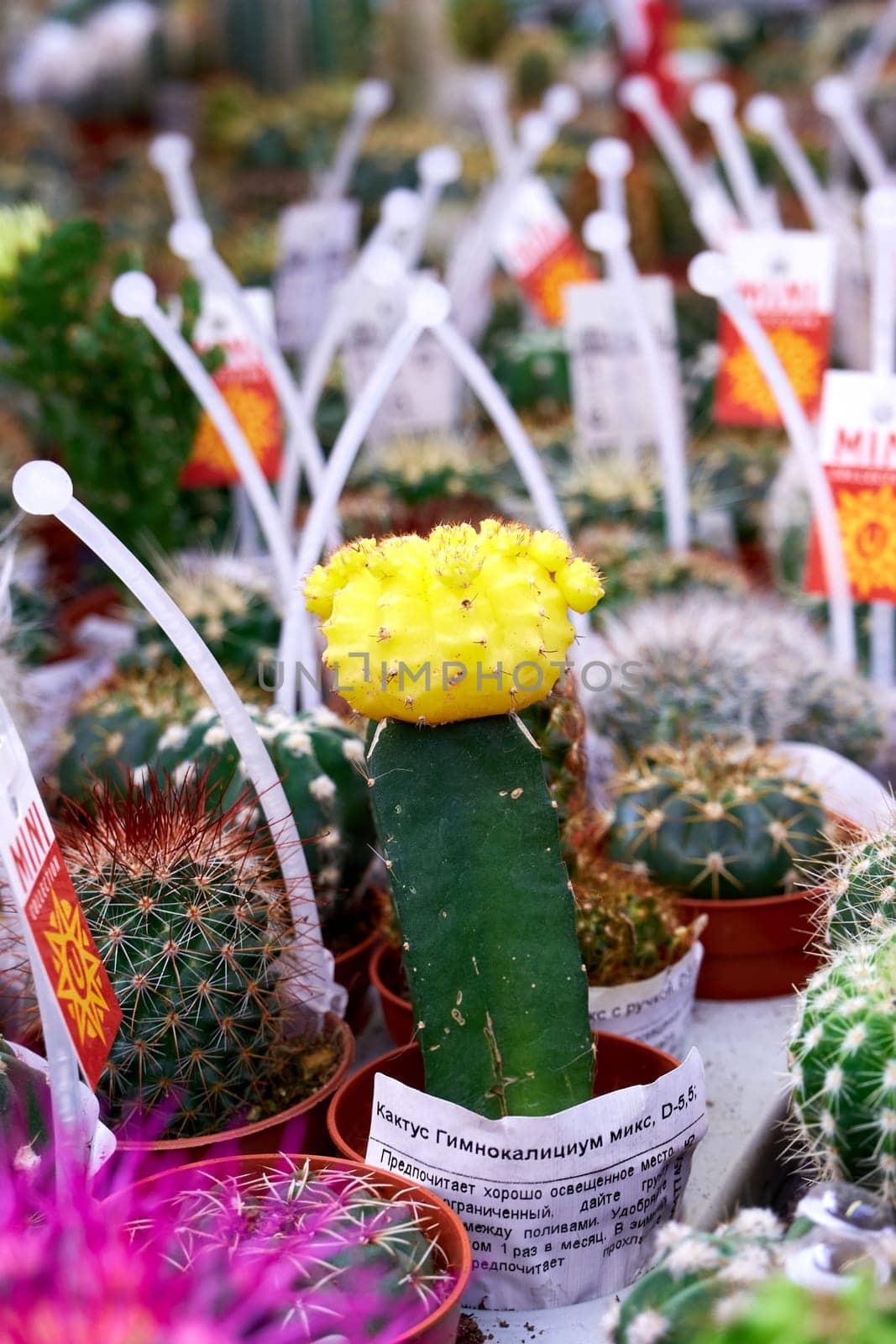 Ryazan, Russia - March 23, 2023: Blooming colorful grafted cactus in plant shop