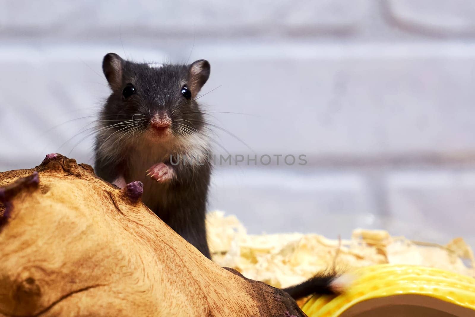 Domestic Mongolian gerbil. The maintenance of Mongolian gerbils at home