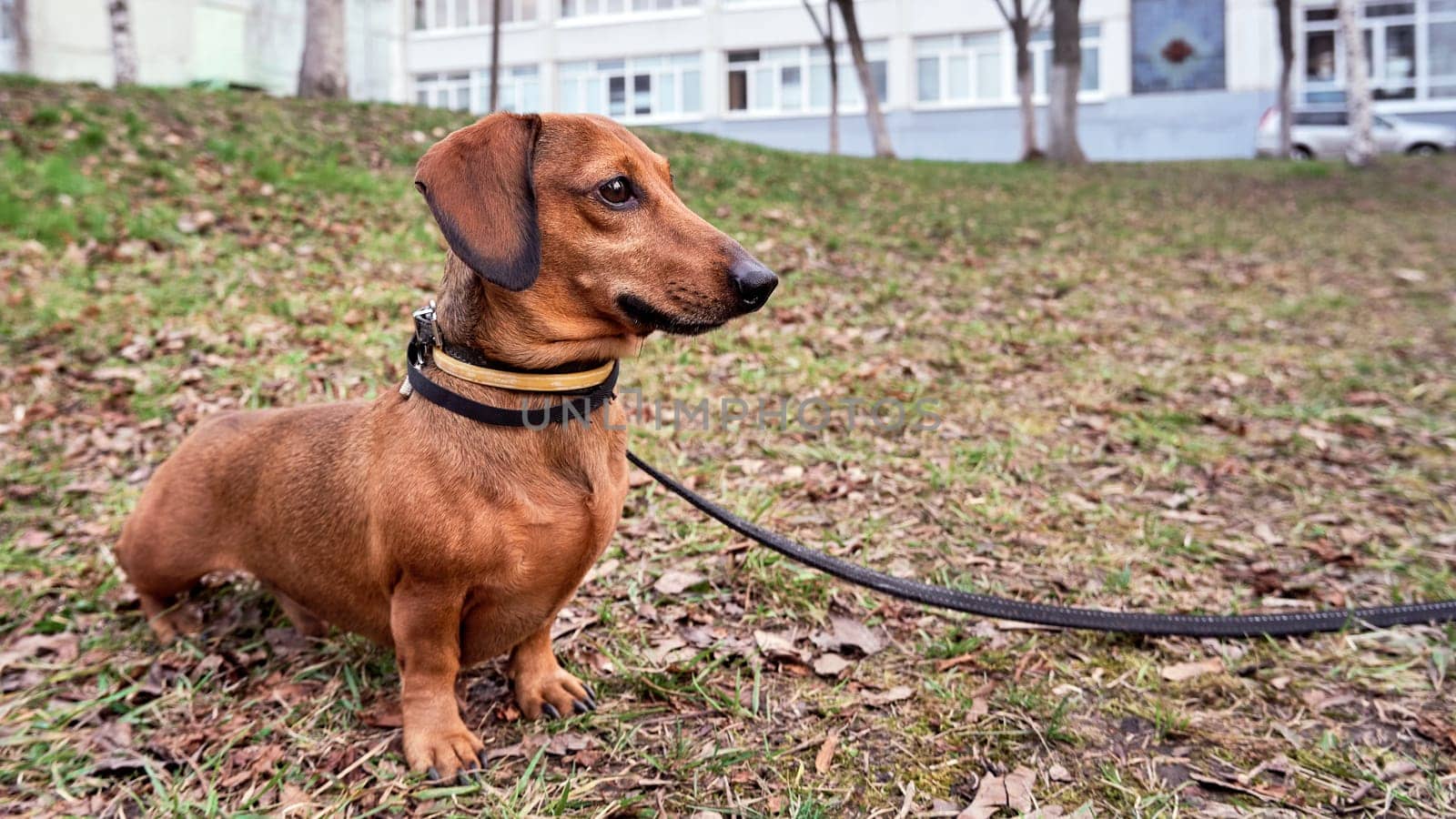 Dog on a walk. Dachshund on leash close up