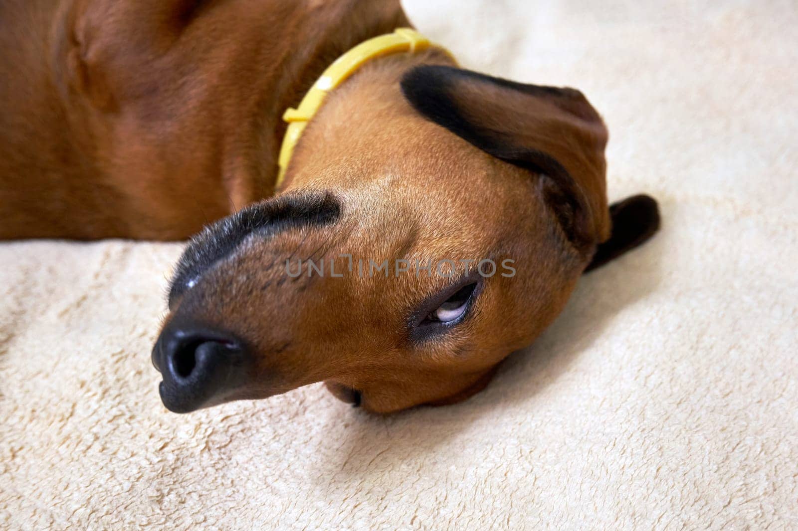 Dachshund dog with yellow collar lying on the carpet