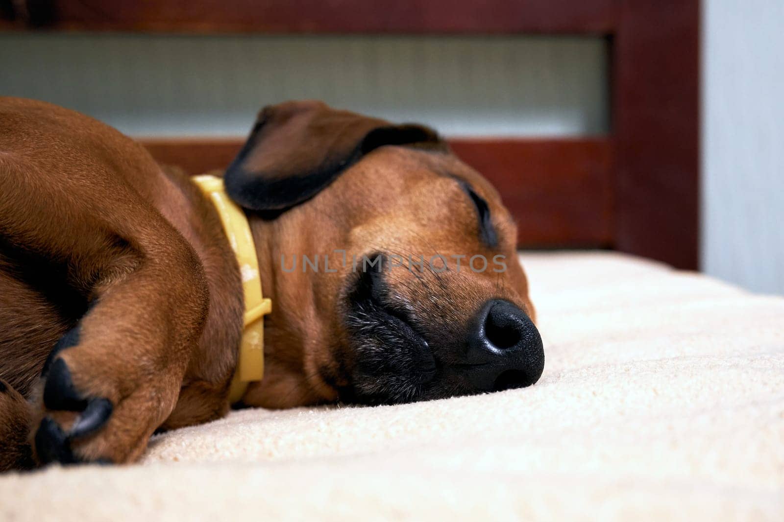 Sleeping dog on the bed. Sleeping dachshund muzzle close up