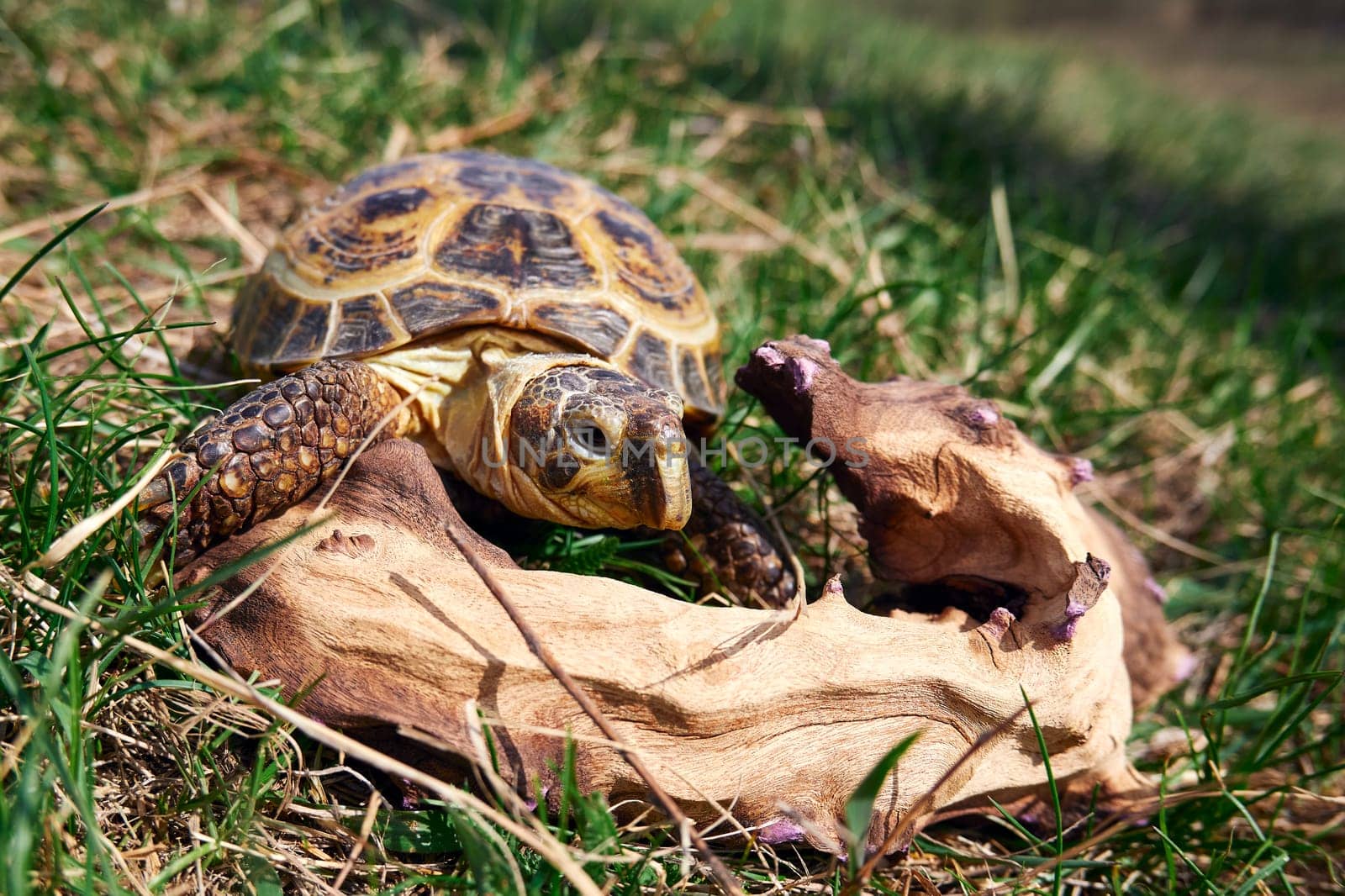 Land tortoise close-up. Domestic Russian tortoise for a walk. Exotic pet