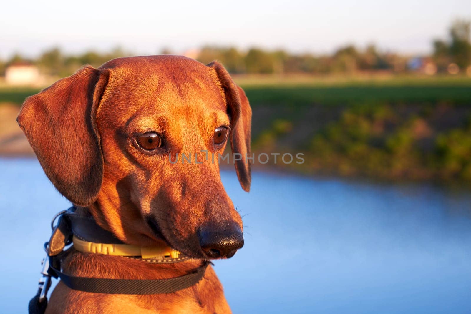 Portrait of a red dachshund against the background of the river bank