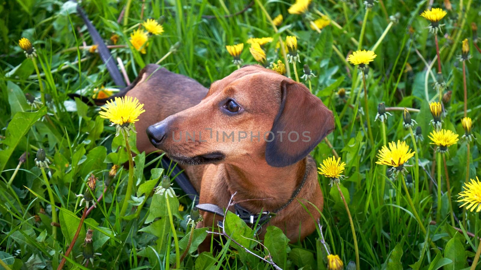 Walking with a dog in nature. Dachshund among grass and dandelions. Mini dachshund walking in a field among green grass and yellow dandelions