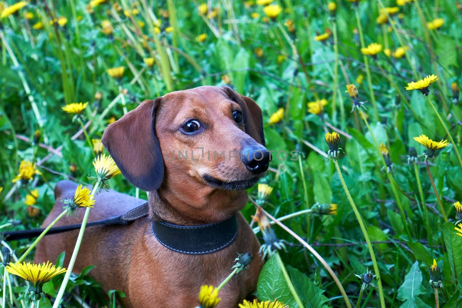 Dachshund walking in a field among green grass and yellow dandelions. Mini dachshund among grass and dandelions. Walking with a dog in nature