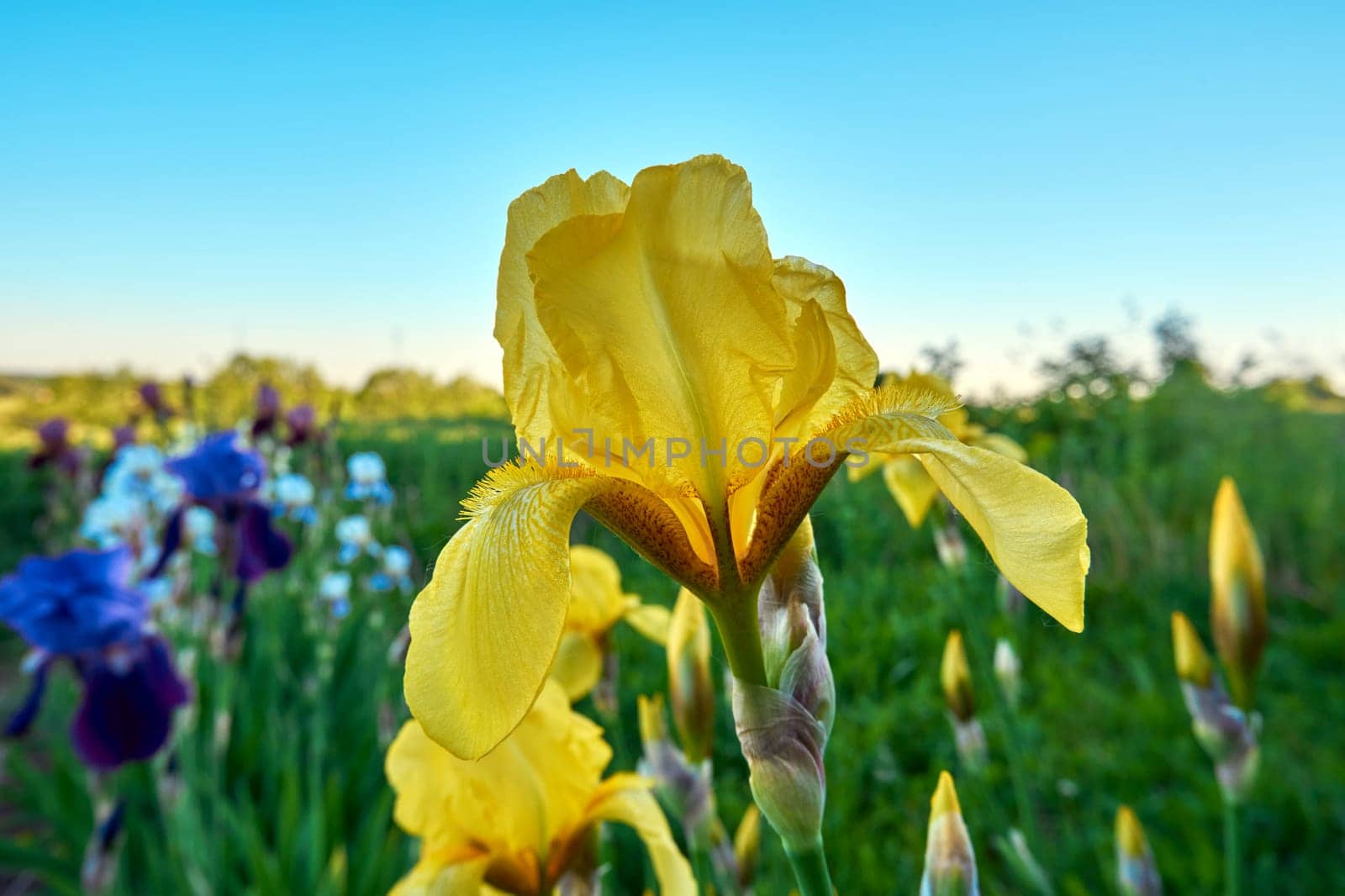 Blooming irises against the background of green grass and blue sky