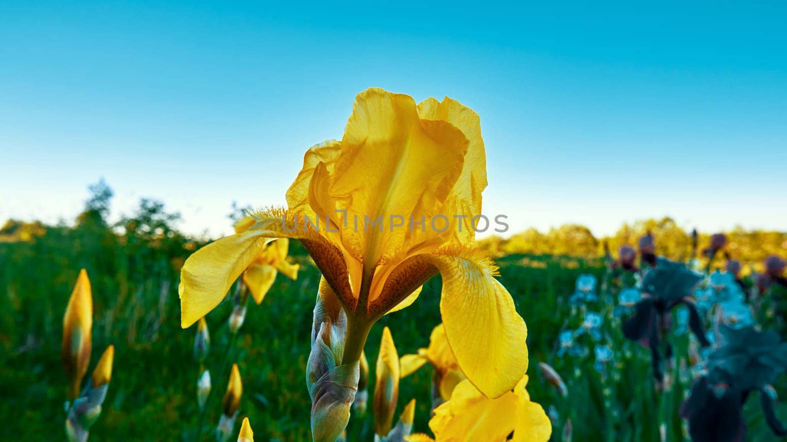 Blooming iris close-up. Blooming irises against the background of green grass and blue sky