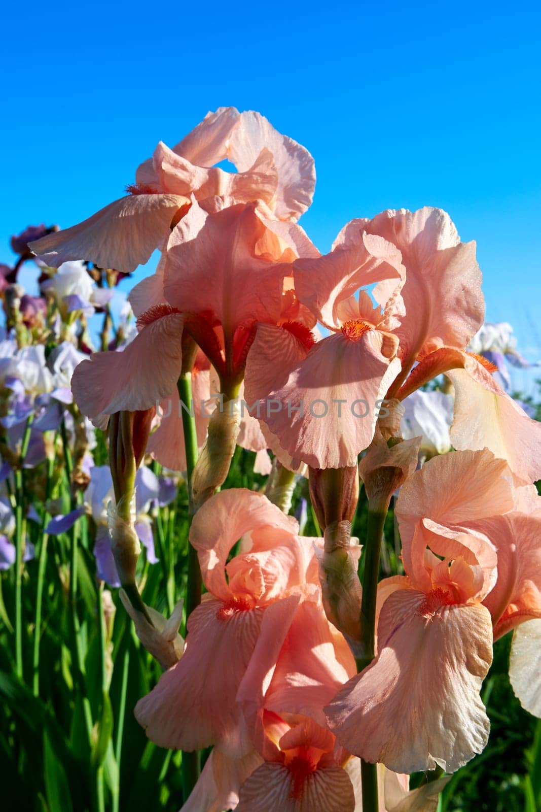 Bright blooming irises. Beautiful flowers in the summer garden