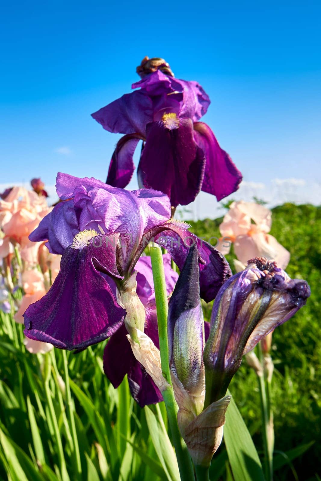 Flowering irises close up. Blooming irises on a background of green grass and blue sky