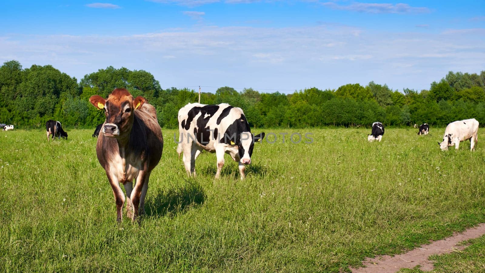 Free range cows. Cows graze on a green meadow in summer on a sunny day