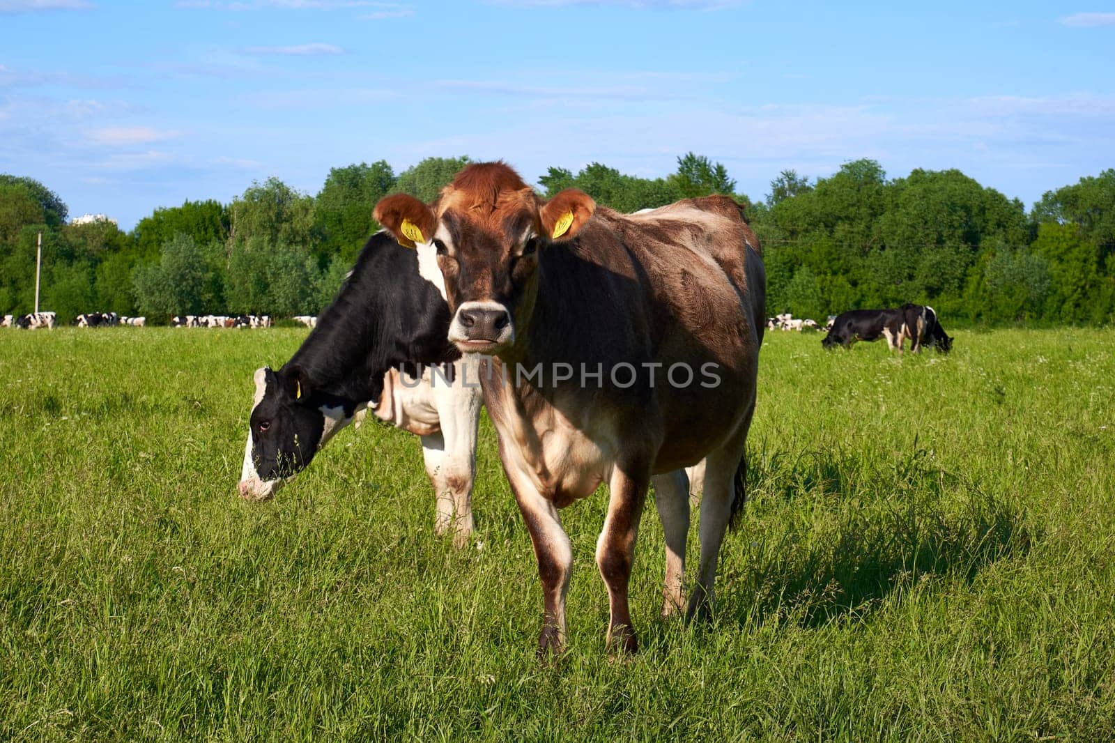 Young beautiful cow looking at the camera