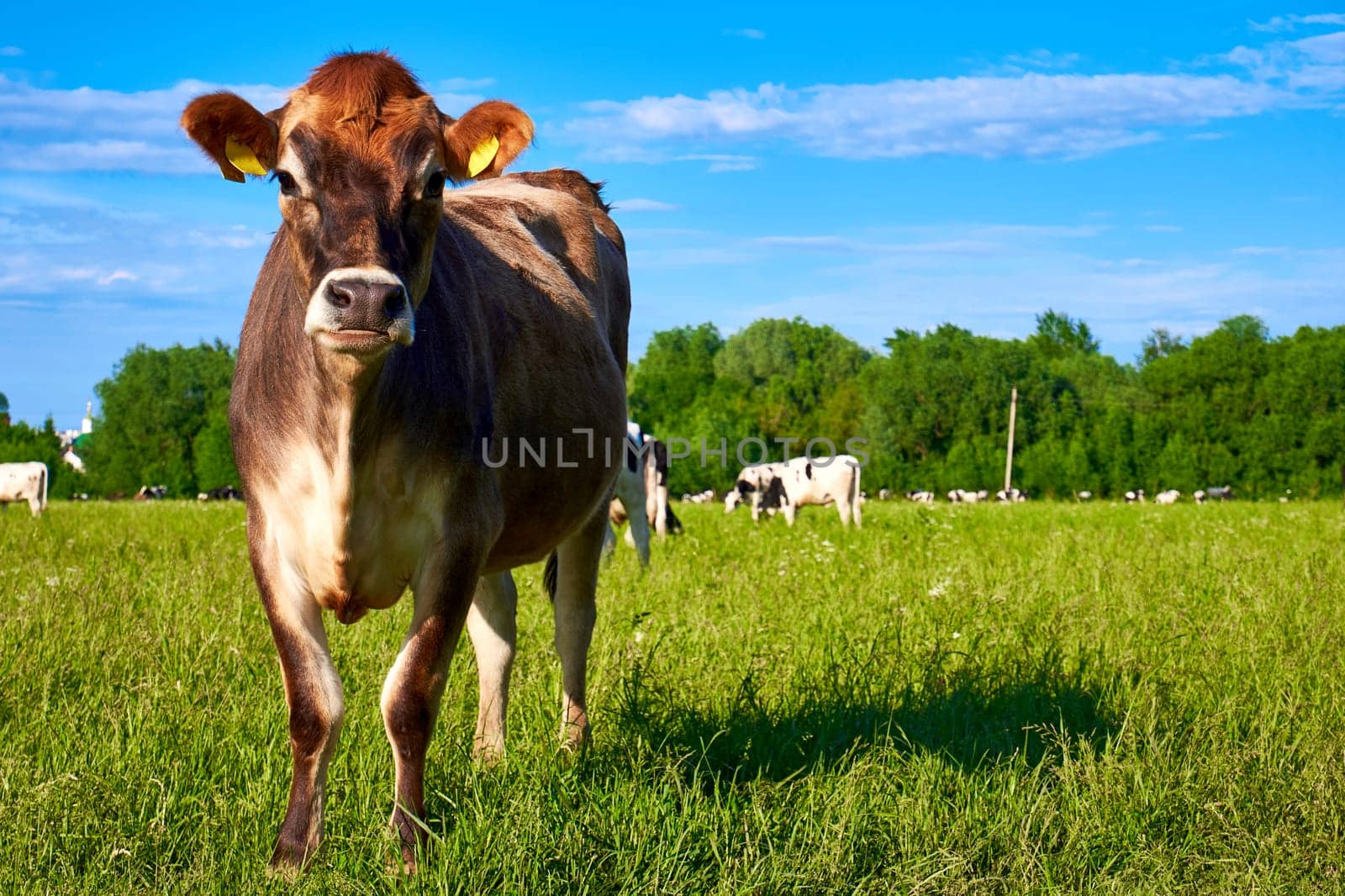 Free range young cow. Brown cow looking at the camera