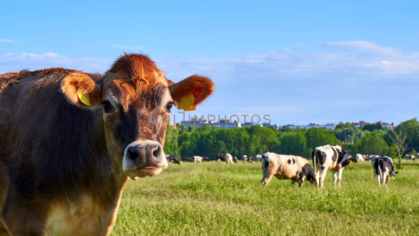 Cow looking at camera. Young brown cow on free range