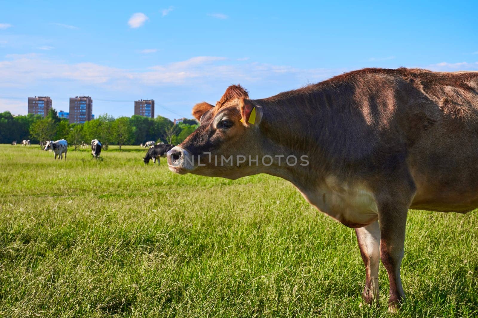 Free range cow. Close-up brown cow grazes on a green meadow