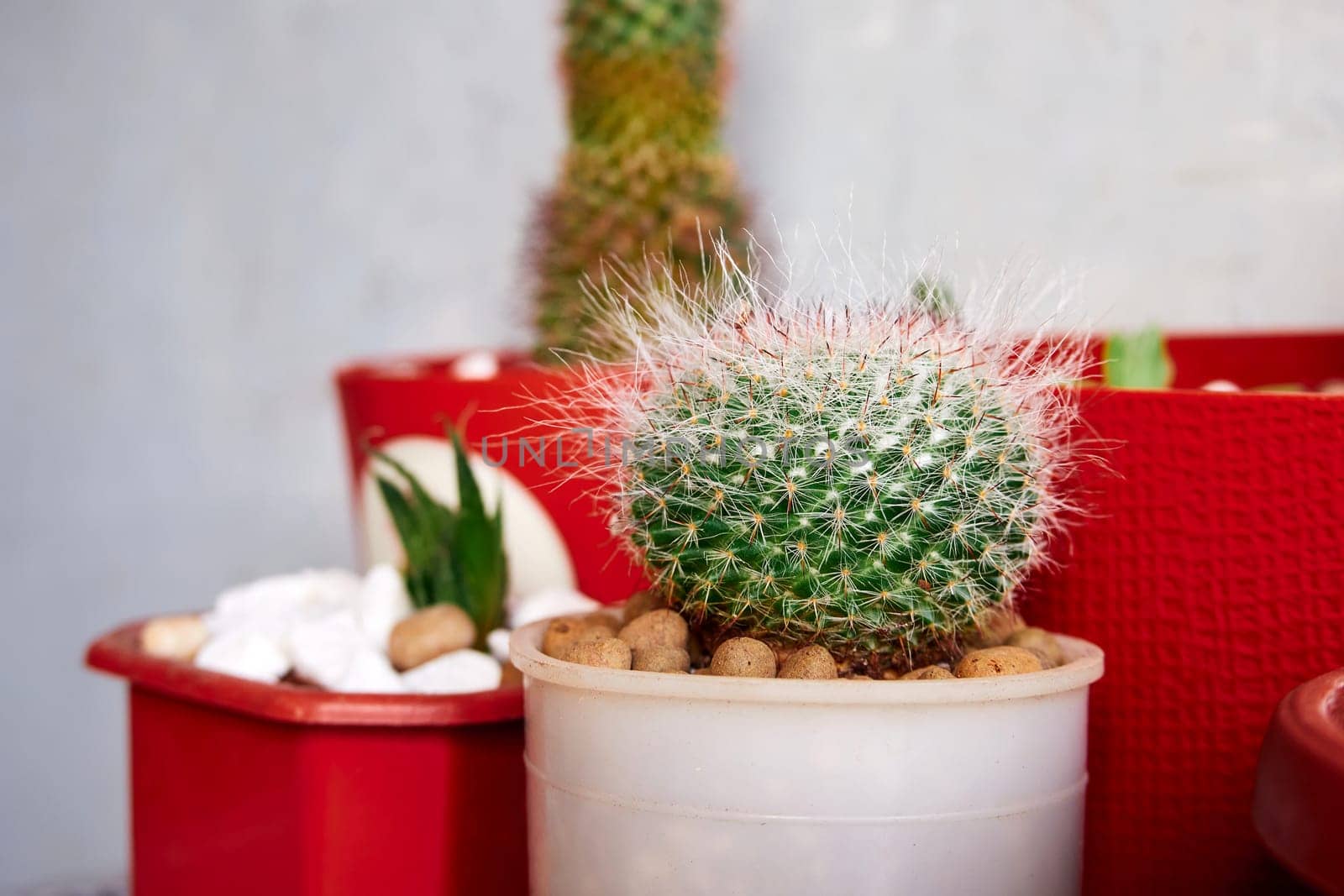 Small green cactus. Indoor cactus close-up