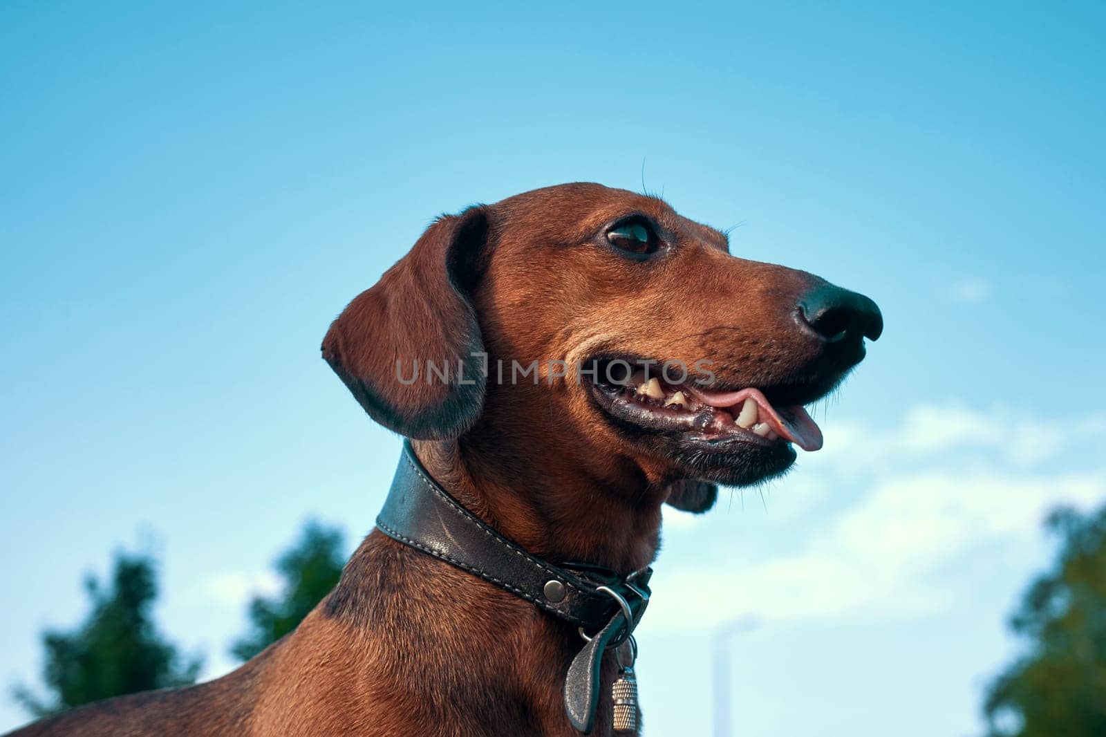 Portrait of a dog against the blue sky. Head of a red dachshund close-up