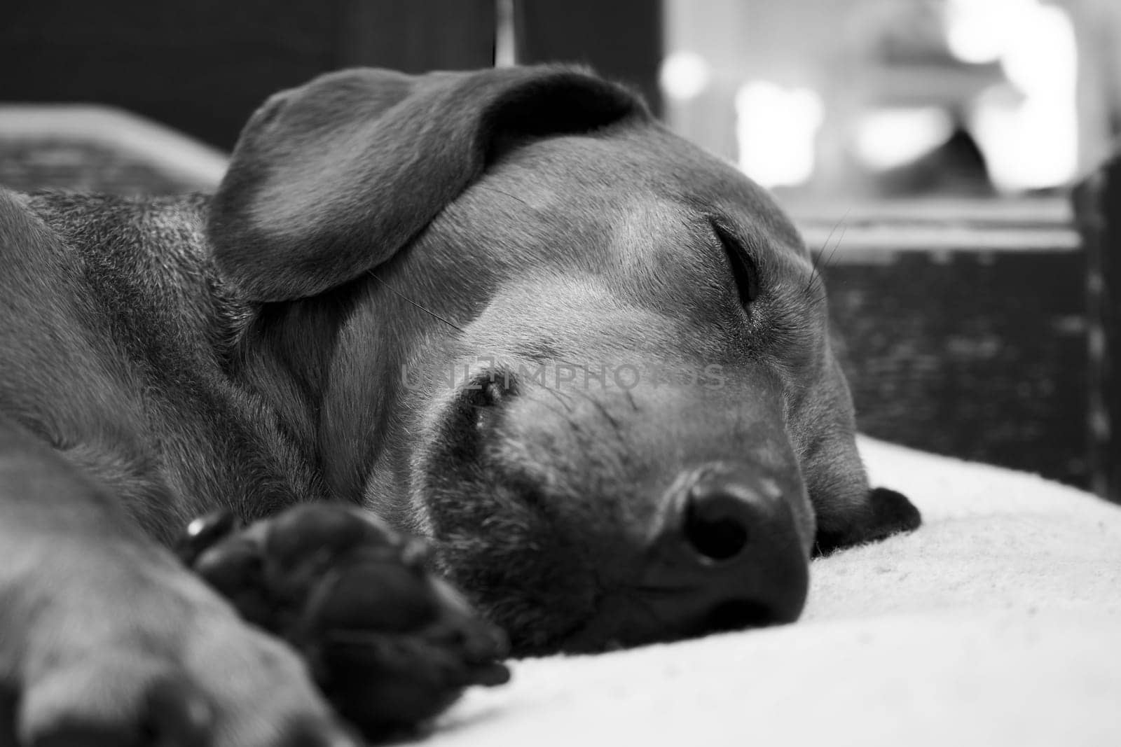 Black and white portrait of a sleeping dog. Muzzle of a dog sleeping on the bed close-up