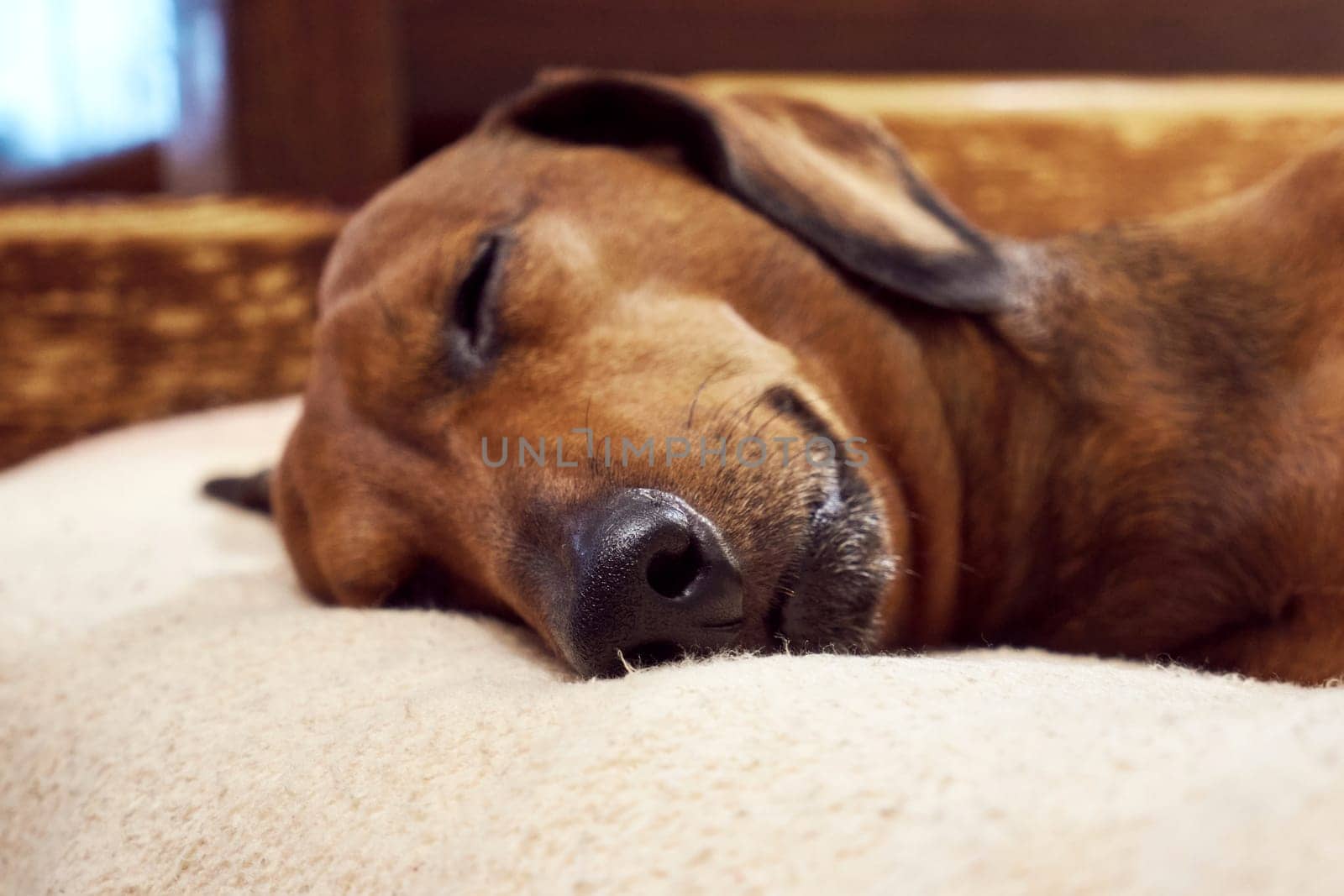 Domestic dog is sleeping on the bed. Sleeping dachshund muzzle close up. Selective Focus