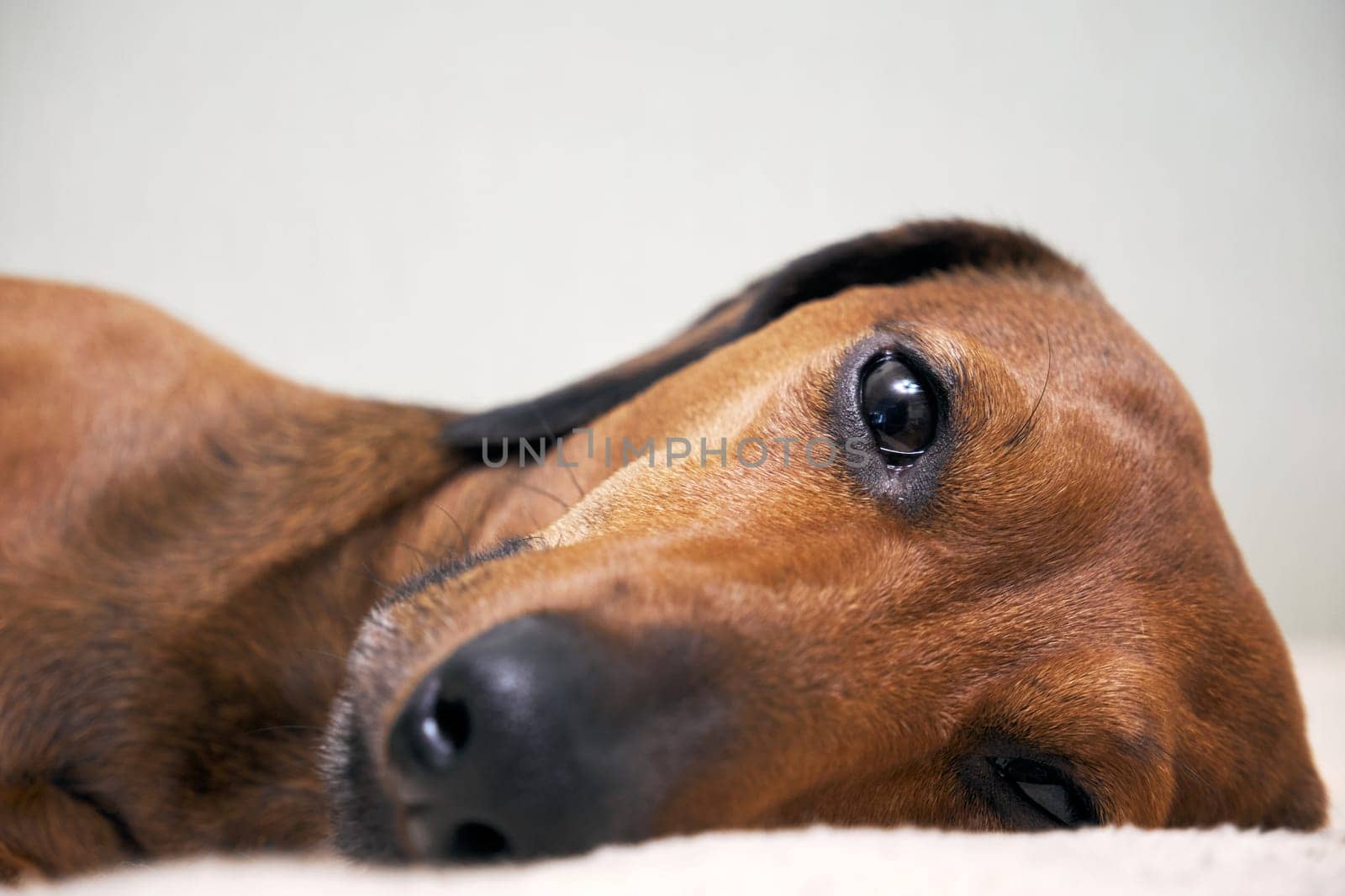 Muzzle of a dog lying on a bed close-up