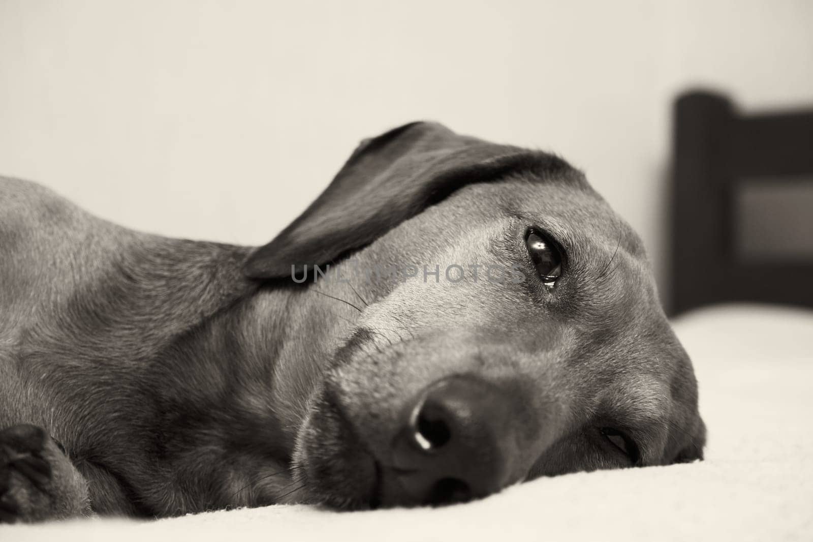 Black and white portrait of a dog. Muzzle of a dog lying on a bed close-up