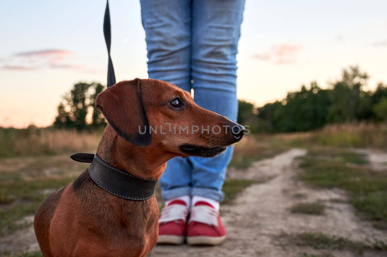 Walking with a dog in nature. Miniature dachshund walking with owner