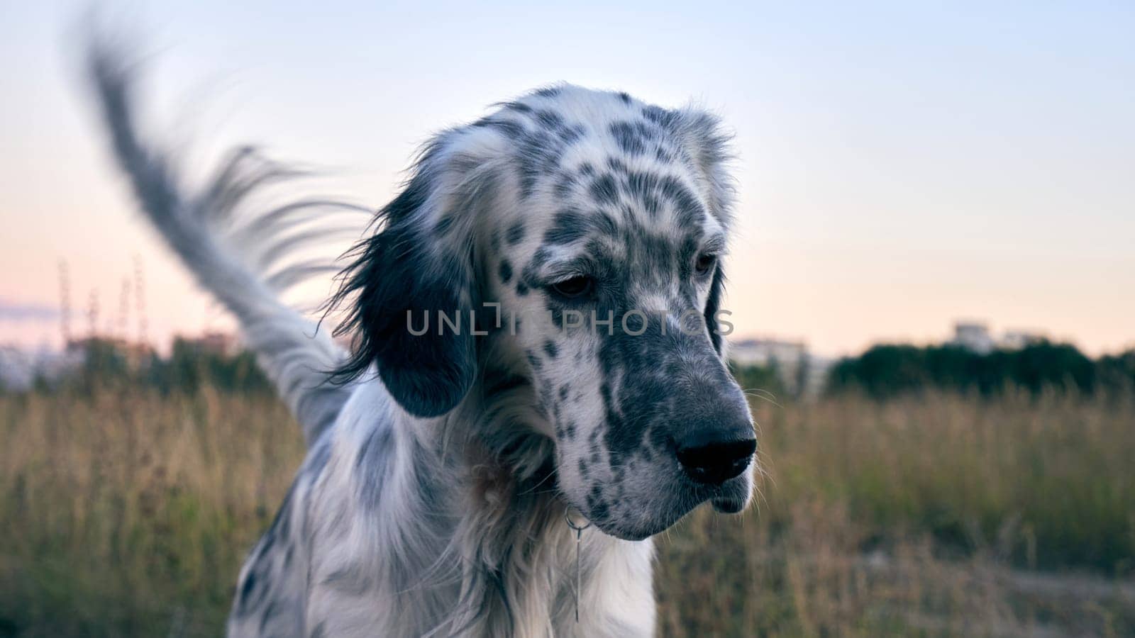 English setter close-up. Adult English Setter on a walk